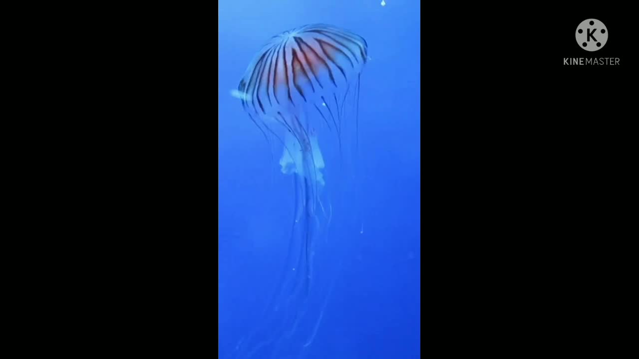 Jellyfish slow motion video