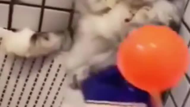 🐶 Compilation of Dogs and Cats Videos😺 Funny Dogs and Cats