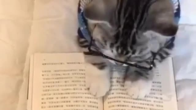 Кот учёный