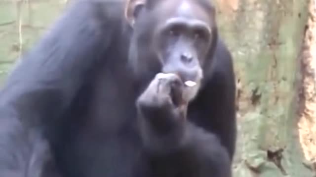 Evolusion smoke monkey