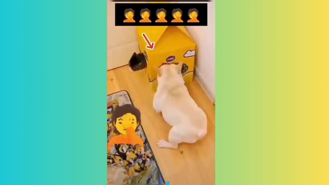 funny animal race: cat got caught by dog