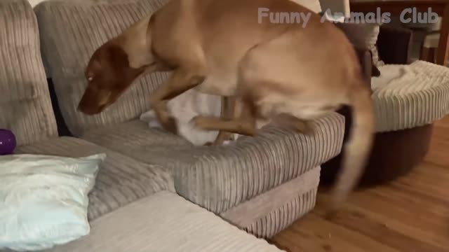 Funniest Animals Videos - Best Cute Cats😹 and Crazy Dogs🐶 Videos 2022!