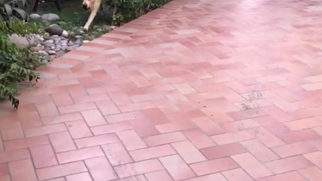 White dog jumping and chasing ball in slow mo