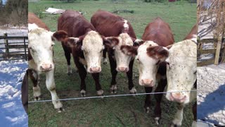 Small Scale Beef Production