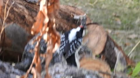 Woodpeckers in Alaskan back yard bird feeder #2