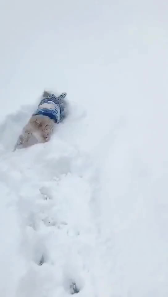 Adorable doggy meets snow for the first time