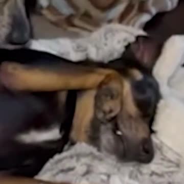 TO THE RESCUE! This puppy had some problems while going to the backyard to use the bathroom.