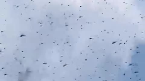 Swarm of Dragonflies invade Florida beach