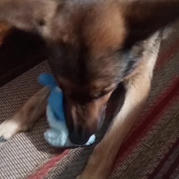 Virgil german shepherd!