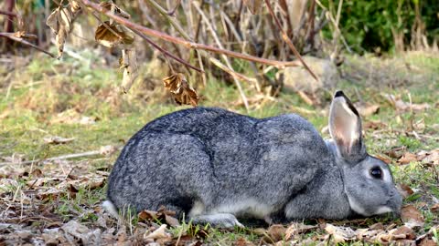 Rabbit Best Food