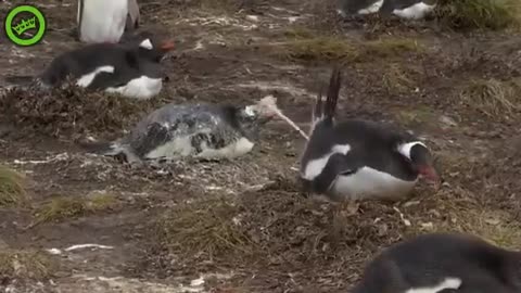 Penguin poops on his friend