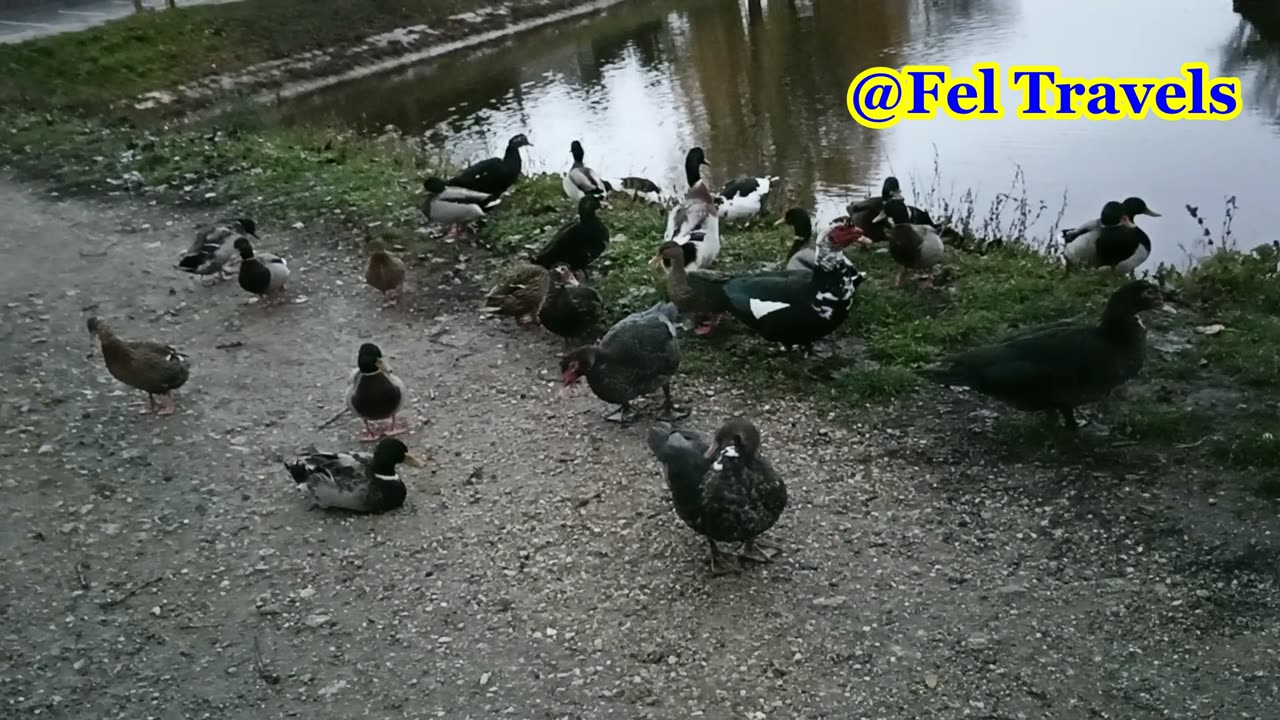 🦆 🇸🇰 Ducks in Bratislava, Slovakia, 2022