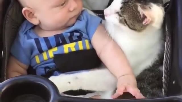 Cat & Baby