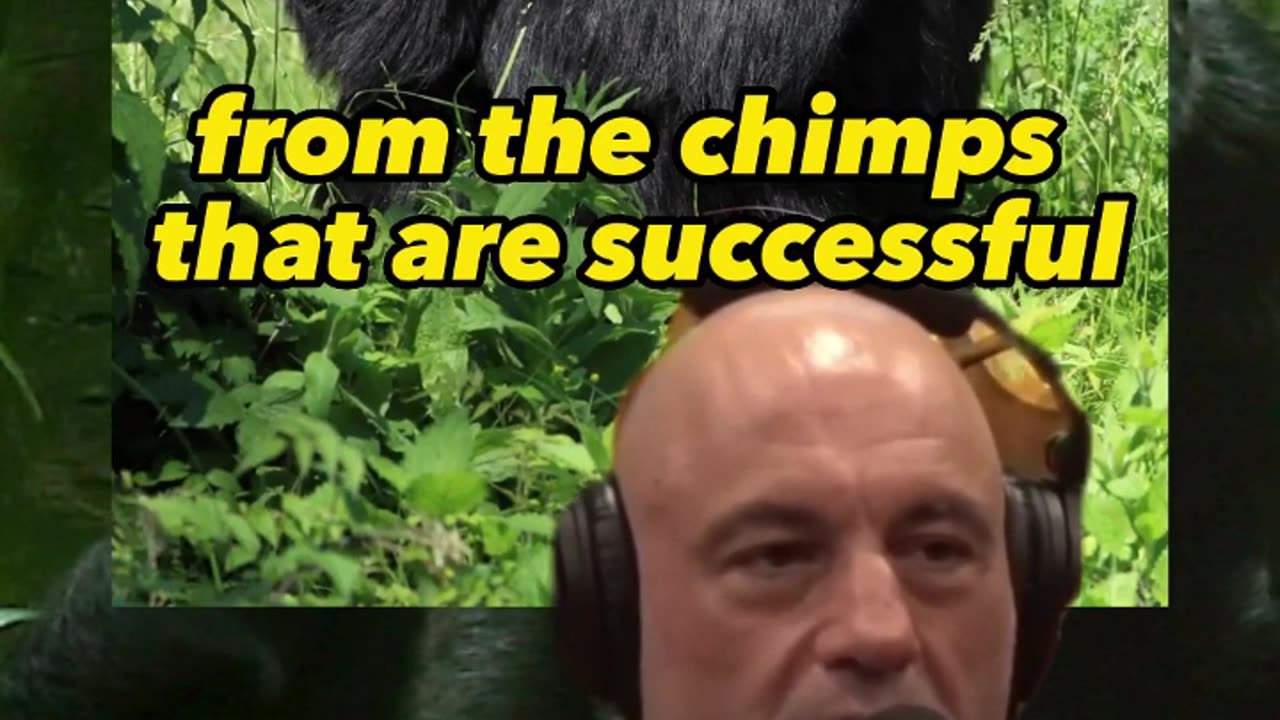 Chimps