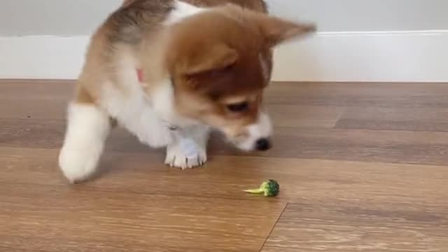 Cute Dog