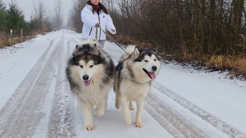 Woman Walking with Dogs (12)