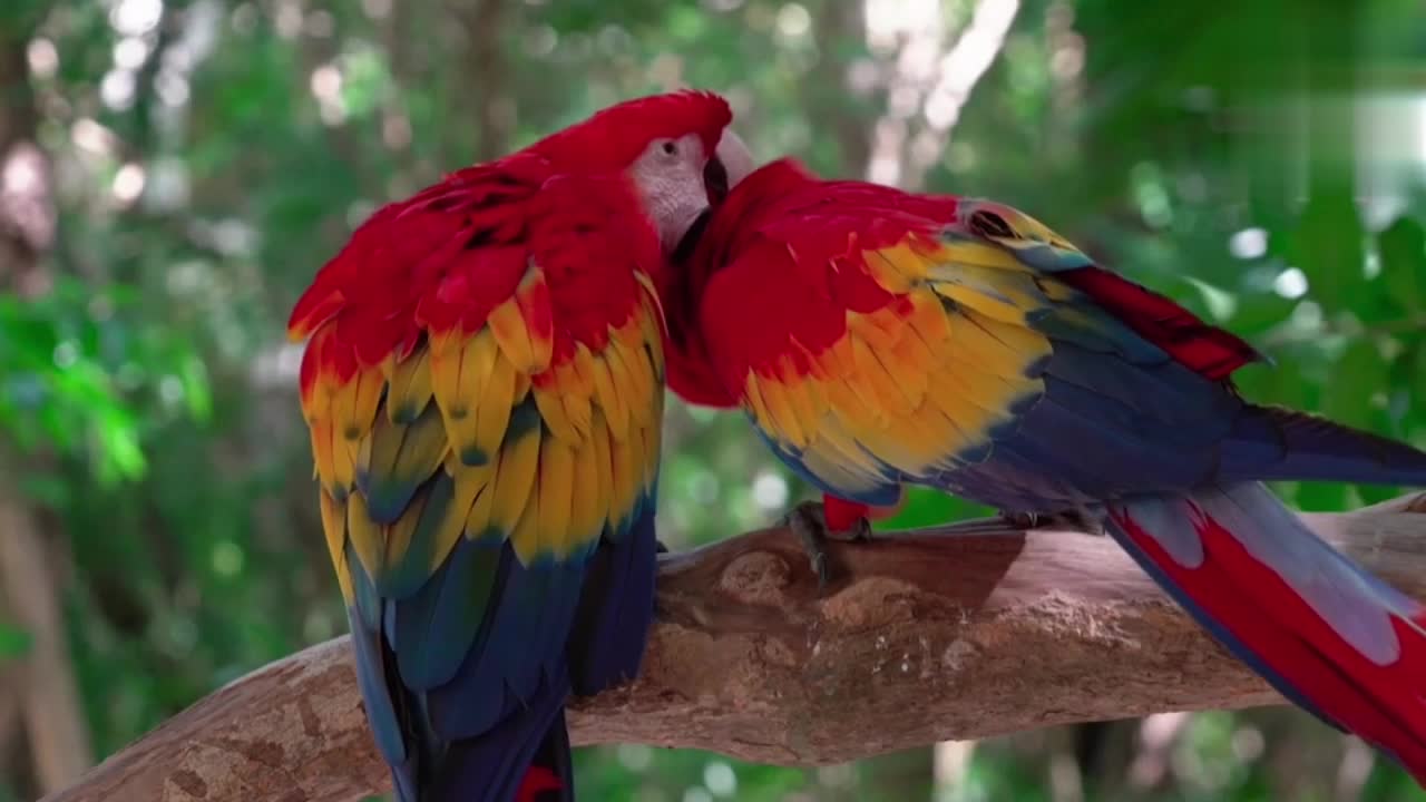 Parrot love