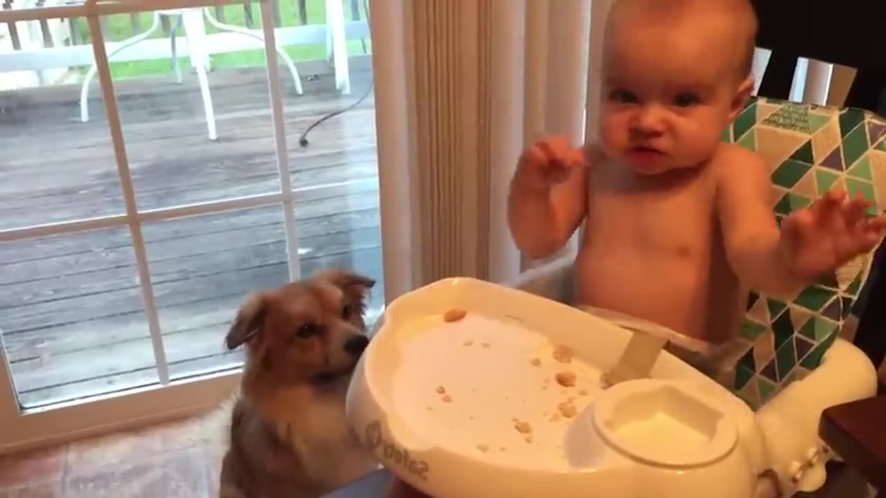 Cutest Babies Play With Dogs And Cats Compilation -- Cool Peachy #cat #cute #kitten #dog