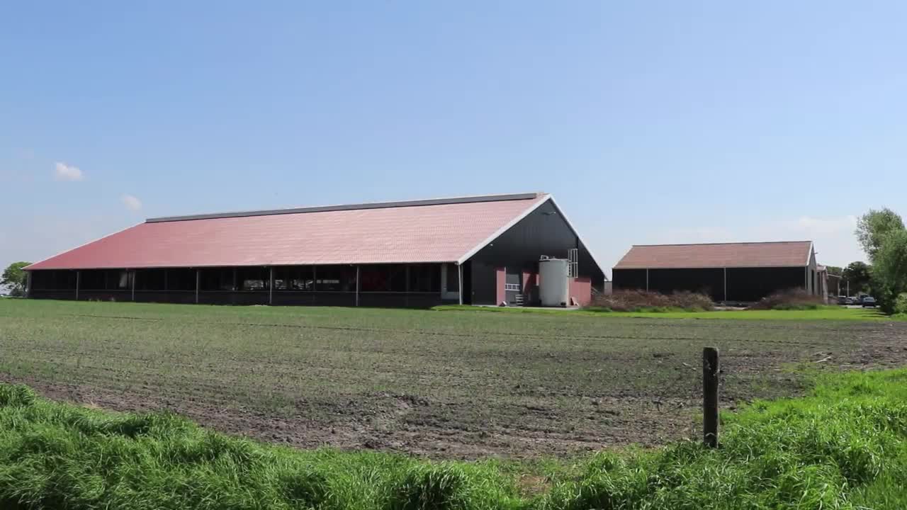 A Modern Cow Farm - Holland