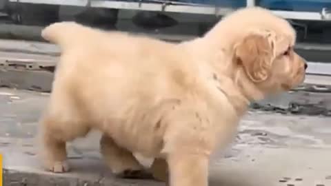 Cute puppy walking on street😍😍😍