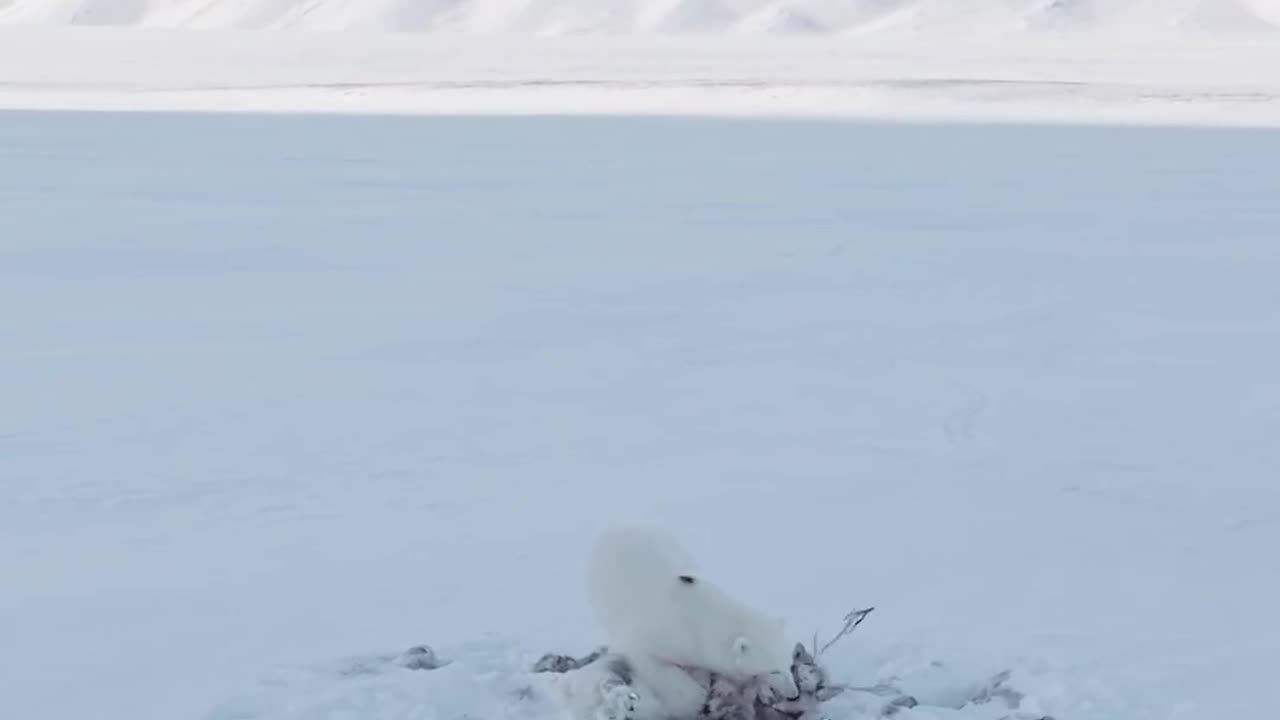 Arctic Chase: Polar Bear Hunts Down Caribou!🐻‍❄️❄️🐾