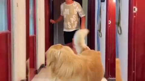 Dog 🐕 funny moments scenes 🤣.