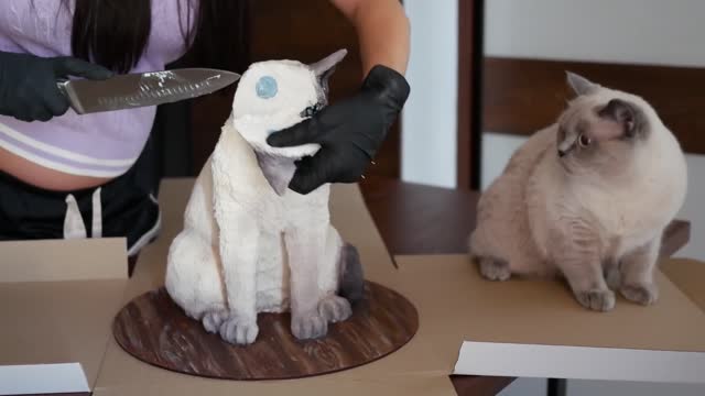Funny cats video