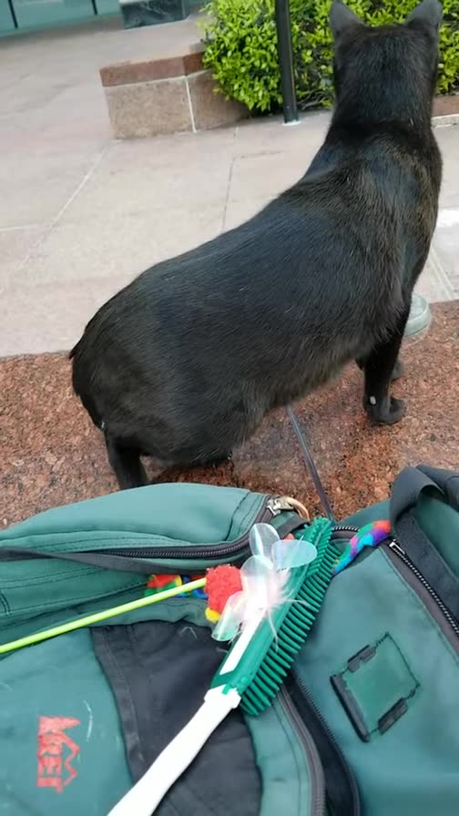 20240411 094027 Tux Playing with Teal Feather Toy