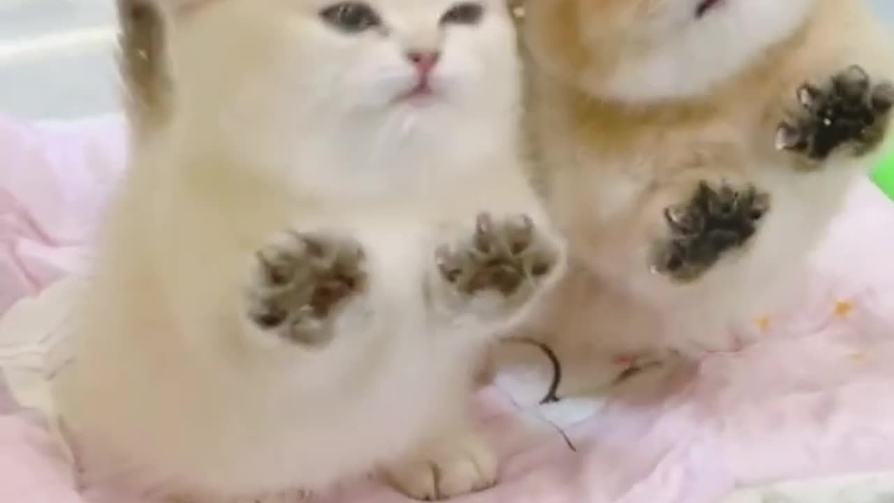 CUTE CAT dance #videos #cats #viral #trending