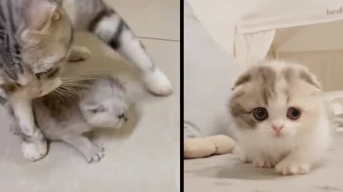 Cute kitten cats