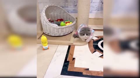 Cute and Funny Cat Video