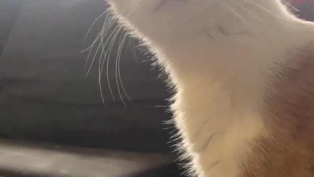 Shocked cat is appalled by owner's fake fart