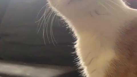 Shocked cat is appalled by owner's fake fart