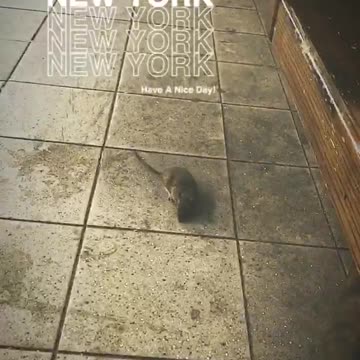 New york rat walks around on subway near seated man