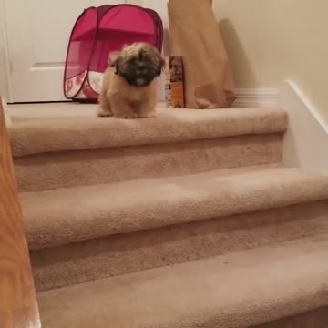 Puppy being taught to go downstairs