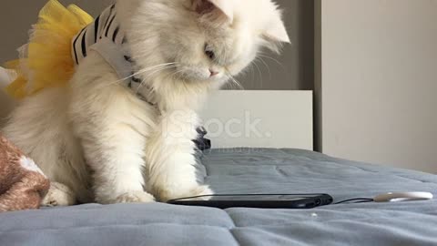 Animal and Technology🥰White kitten cat playing mobile phone on bed❤️