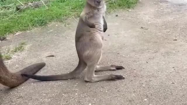 Have You Ever Seen Baby Kangaroo?
