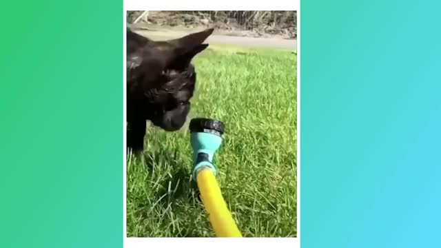 cute and funny animals, liked the video subscribe and like 4