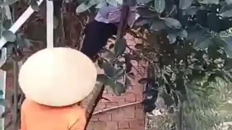 She cut the jackfruit tree extremely hard