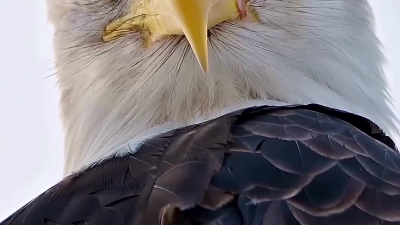 Eagle see you their sharpen eyes 👀