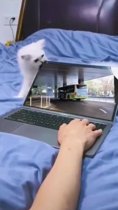 funny cat shorts🤣#shorts #cat #funnycats