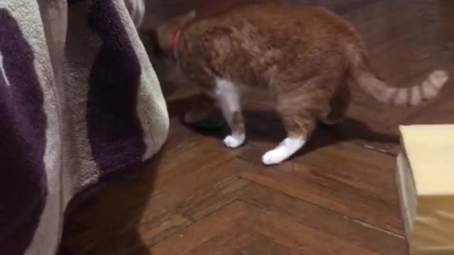 the cat is playing
