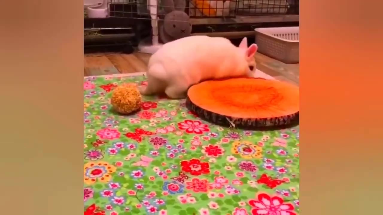 New Funny Animals Video 2023 ｜ Funniest Cats and Dogs Videos ｜ New Funny Video Of Cat And Dogs #295