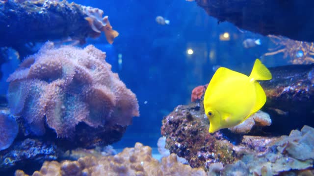 Brilliant Marine Yellow Fish Inside the water