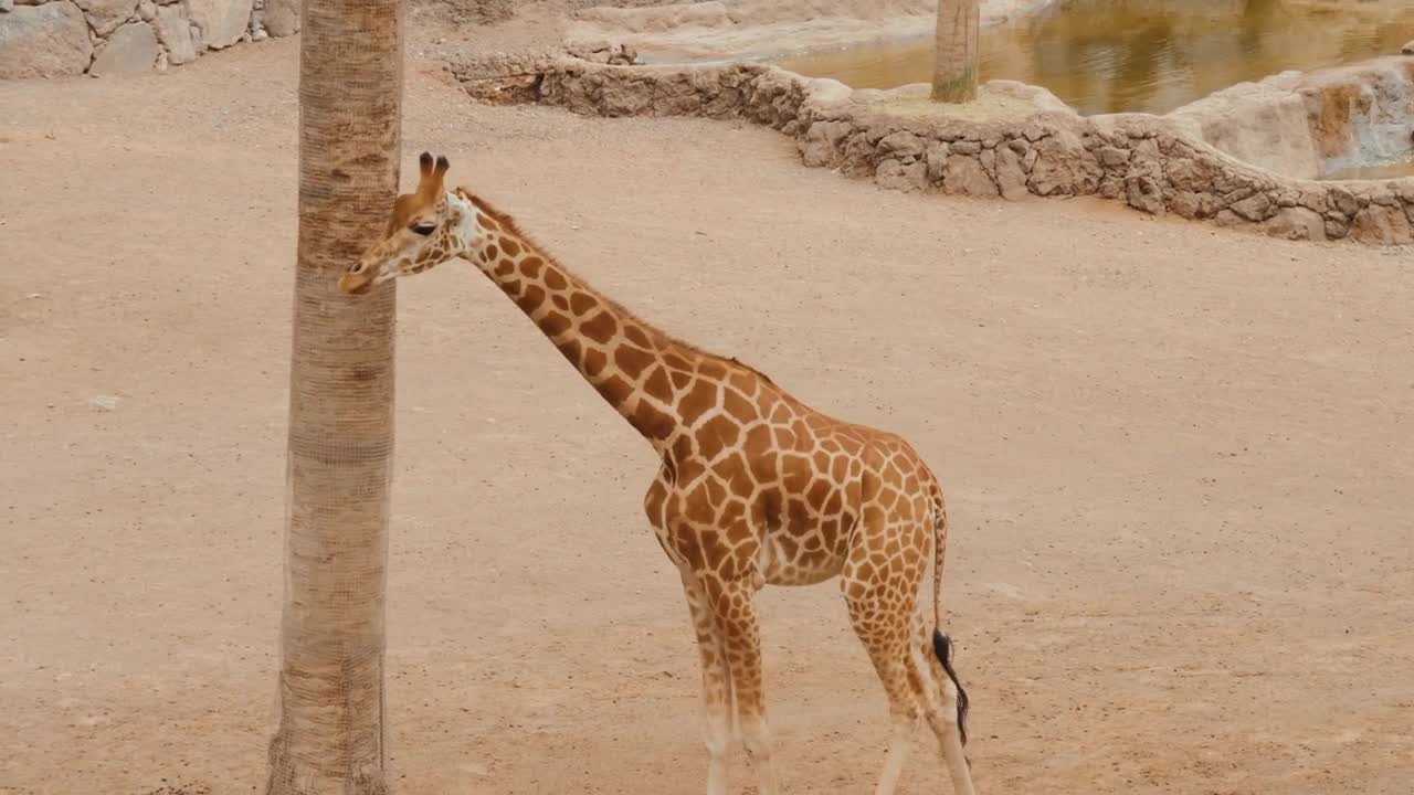 Giraffe is eating leaves over blue sky with white clouds