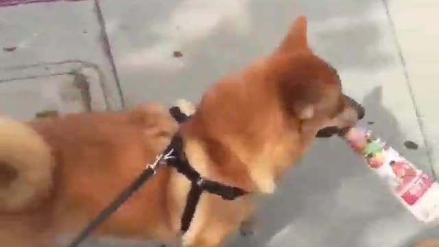 Dog funny video