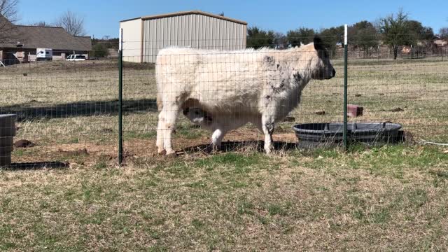 Momma Cow Feeding Her Baby