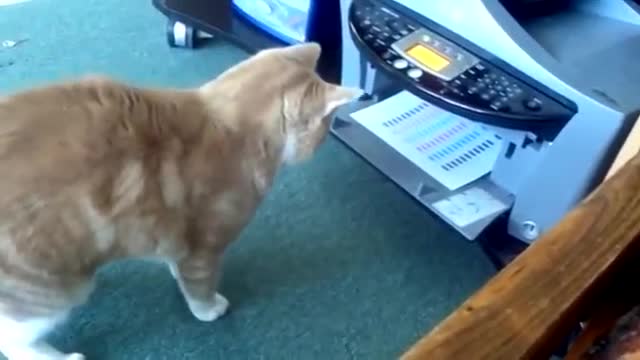 fall short and funny animal collection videos in rumble
