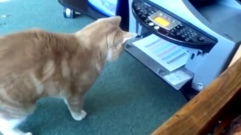 fall short and funny animal collection videos in rumble