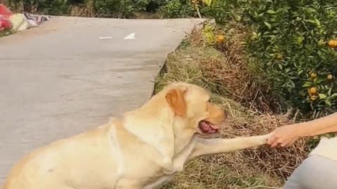 Dog： Do you have to eat this orange？